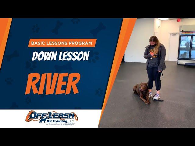 Basic Lessons Program | Down Lesson | Off Leash K9 Training