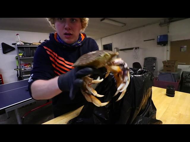 How To Clean Live Dungeness Crab (Quick and Easy)