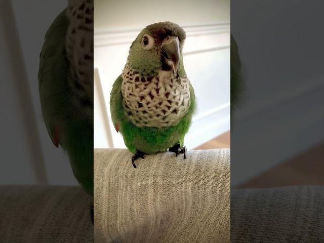 Conure sound - Barking conure parrot