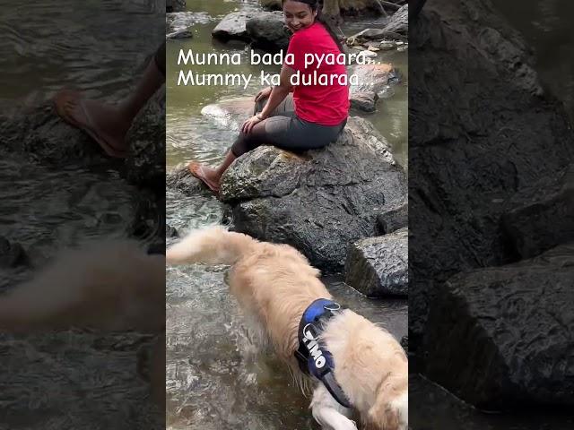 Mere munna #timo #dog #goldenretriever #viral #trending #reels #shorts #short