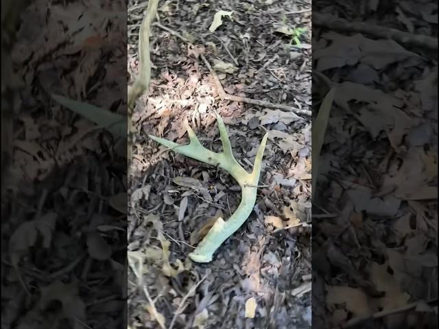 Summer Time Shed Find #shedhunting #deerhunting #scouting #trailcams