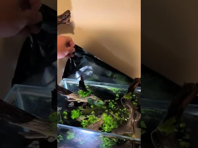 Do you prefer to have a tank with or without a background #aquascape #aquarium #plantedtank #planted