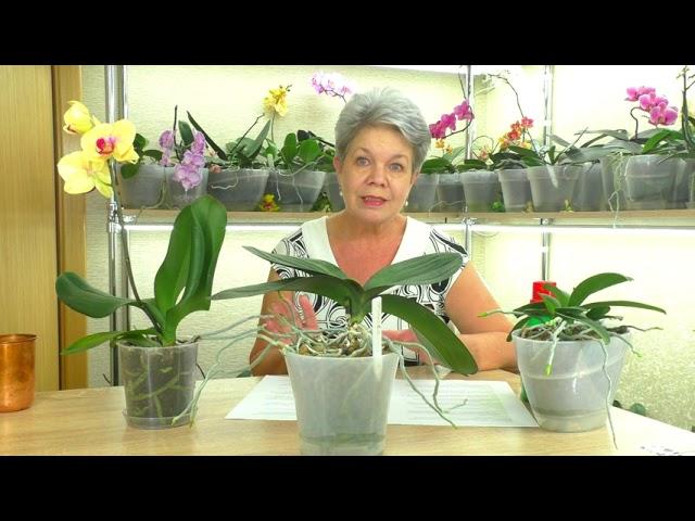 FROM THE LIFE OF ORCHIDS  ANSWERS TO SUBSCRIBERS' QUESTIONS  №10