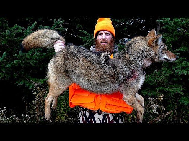 Wild Coyote Catch, Clean, Cook in the Forest | ASMR (no talking)