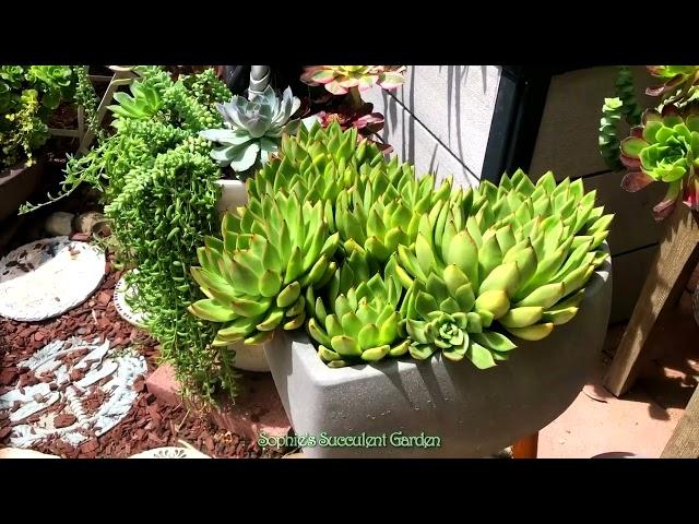 Sophie’s Succulent Garden -- Succulent Garden Tour