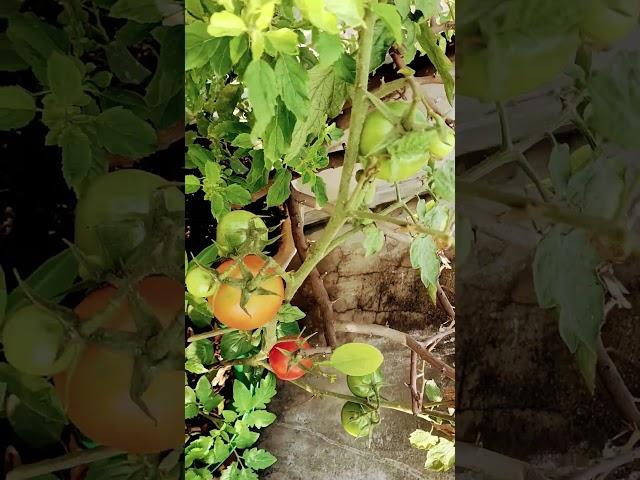 winter season Tomato #terracegarden  #plantscaretips #harvesting #caretips