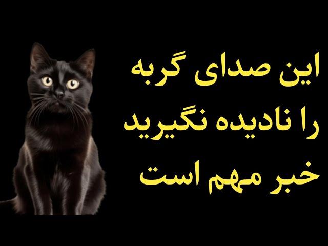 گربه به شما خبر مهم را میدهد صدای گربه را نادیده نگیرید