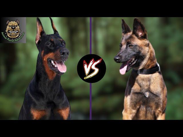 Doberman vs Belgian Malinois : Which one is preferred ?