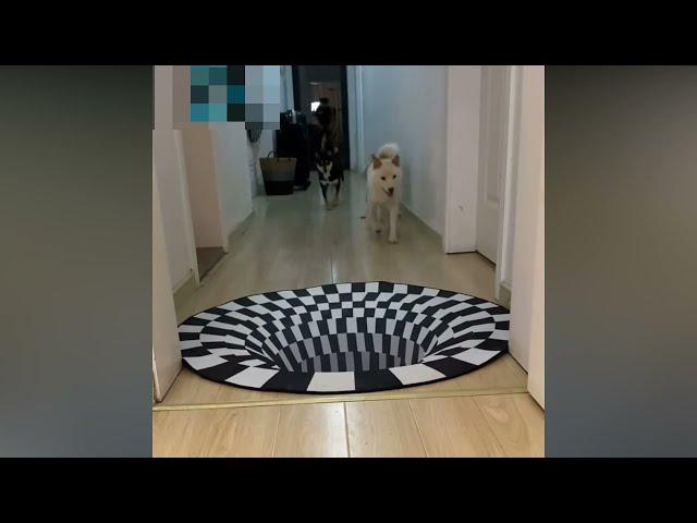 A 3D rug that fools the dogs…