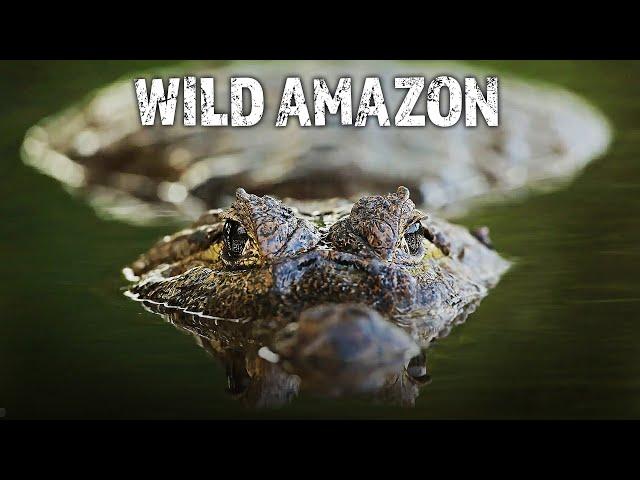 Secrets of the Rainforest: Wildlife of the Amazon | Full HD Documentary