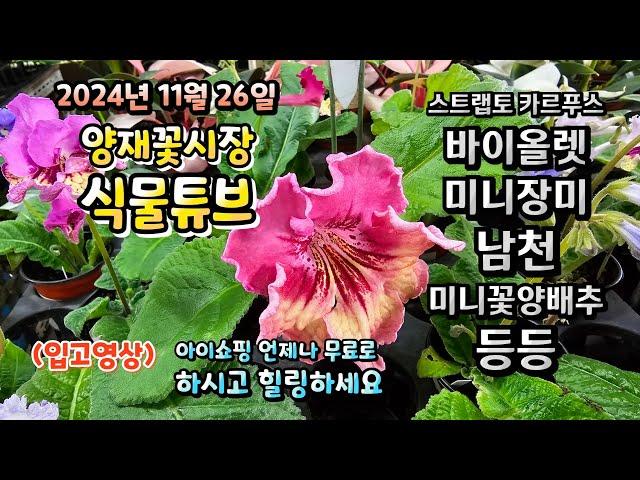 양재꽃시장 식물튜브 24년 11월 26일 입고영상 시청 하시면서 힐링타임 되세요~#양재꽃시장 #식물튜브 #월동 #관엽 #식물아빠