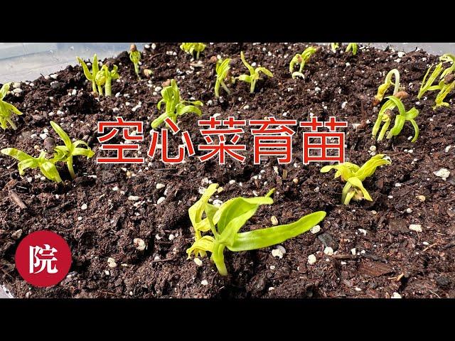 【彬彬有院】种•1071 《如何用种子给空心菜育苗》，温度合适，只需五天，就可以长到一寸高，很快就可以收获了