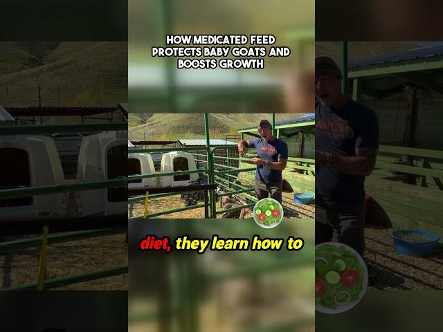 Raising packgoats? Here’s why free choice medicated grower feed is essential ⬆️