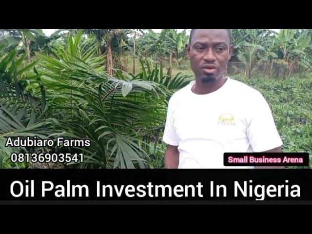 Oil Palm Tree Farming and Investment in Nigeria #Oilpalmfarming