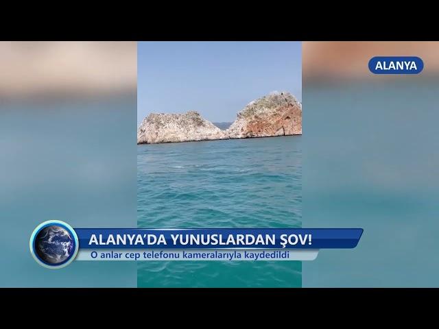 Alanya’da Yunuslardan Şov! -Dim TV Haberler