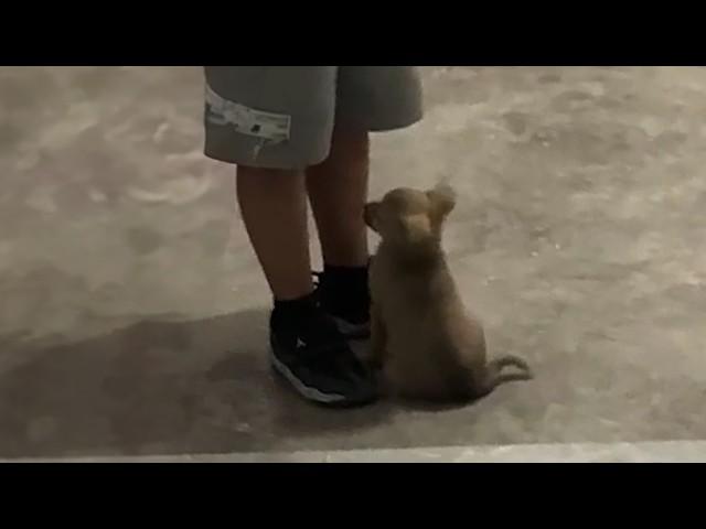 Homeless dog follows a boy closely, trying to return with him to a loving home, eager to be adopted.