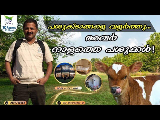 JK FARM CALF-01