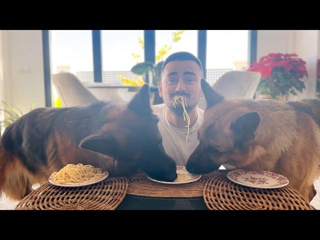 Spaghetti Eating Competition: My German Shepherd Dogs vs. Me