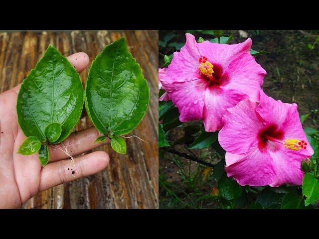 Grow hibiscus from leaves simple method | Hibiscus