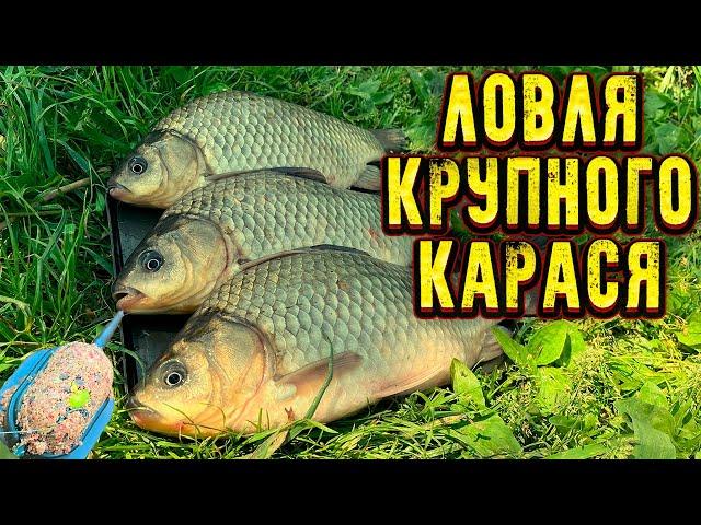 ЛОВЛЯ КРУПНОГО КАРАСЯ | Рыбалка на карася на ФЛЭТ метод |бешенный клёв карася