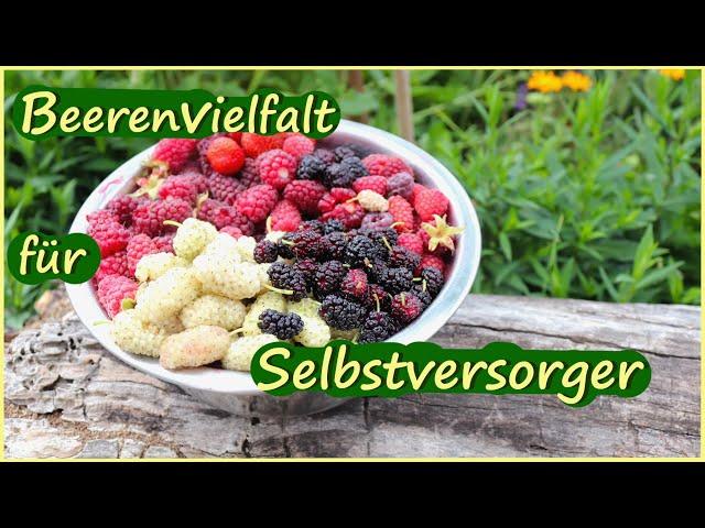 Beeren zum satt Essen im Selbstversorgergarten / Beeren anbauen, ernten und verarbeiten