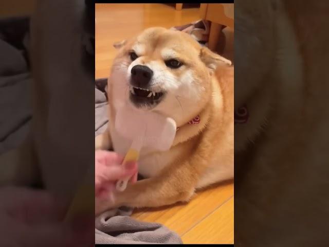 The funniest pet video of the year！#cat #dog #pets #funny #ViralMusic #trending