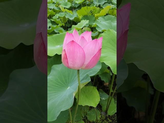 마음 쉼(Lotus)~