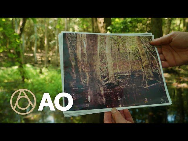 New York's Disappearing Sunken Forest | Atlas Obscura