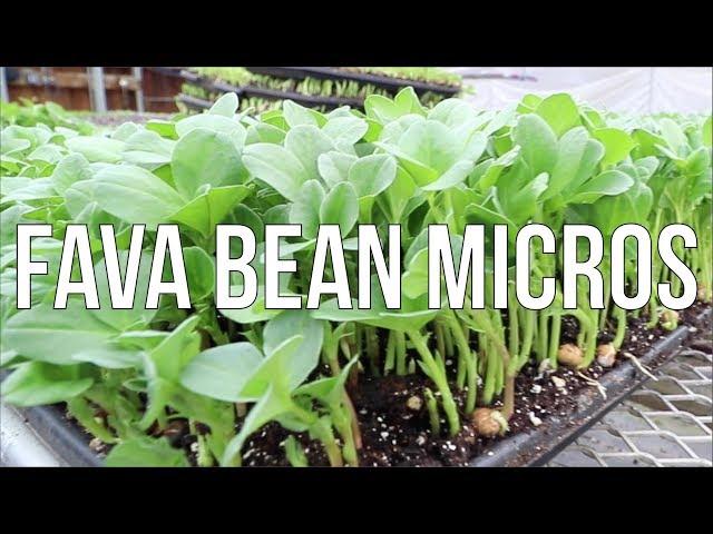 From Seed to Savory Superfood: How to Grow Fava Bean Microgreens