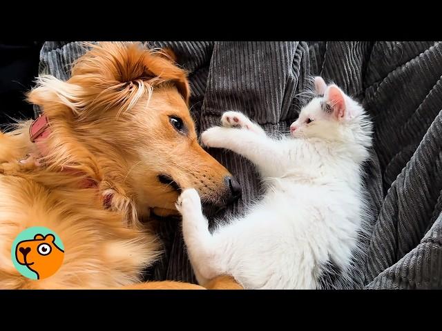 Golden Surprised Mom By Falling In Love With Kittens | Cuddle Buddies