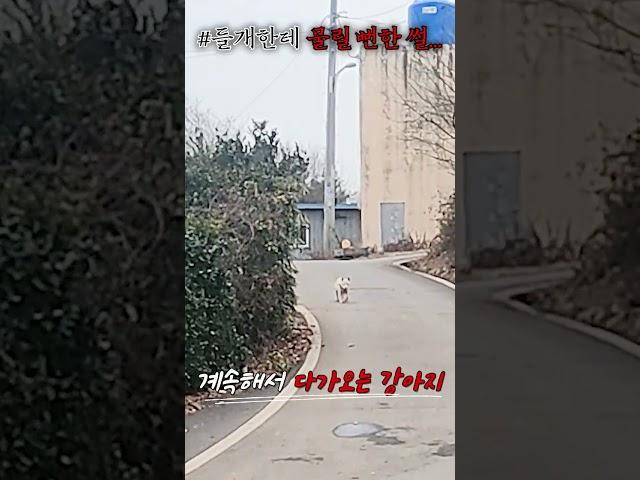 "공포" 집 보러 갔는데.. 목줄 없는 강아지가 걸어오면?? #shorts