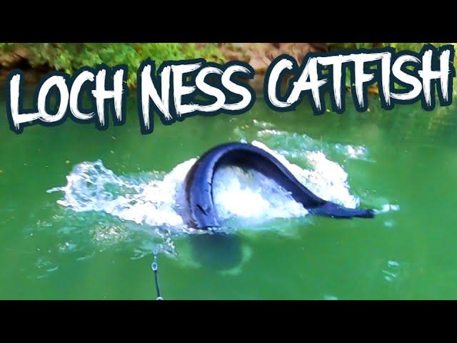 LOCH NESS MONSTER CATFISH 