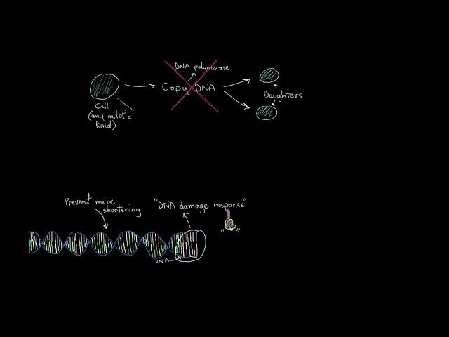 ANTI AGING  BODYPUR  TELOMERE AND TELOMERASE