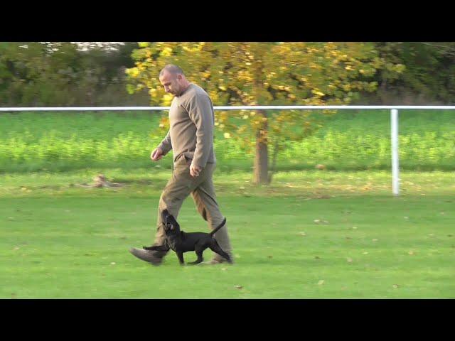 3-month-old Staffordshire Bull Terrier "Debbie" - obedience training