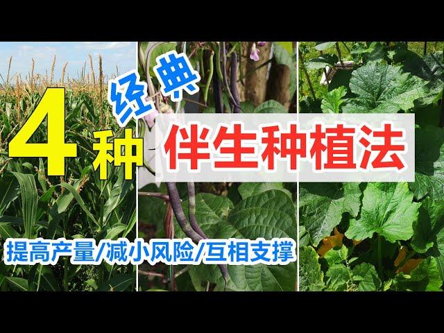 这些菜种一起更好, 合理安排菜园, 4种经典伴生/共生种植方法  Four companion planting methods