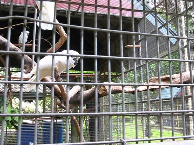 The Greeting Cockatoo