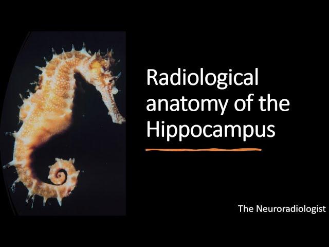 Unforgettable: Radiological Anatomy of the Hippocampus