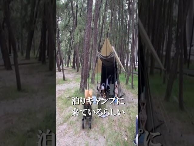 キャンプ場にお散歩に来たら仲良し友達見つけた