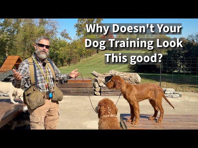 Why Doesn't Your Dog Training Look As Good As Social Media Dog Training?