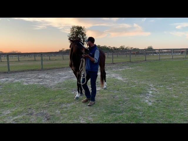 Catching your horse