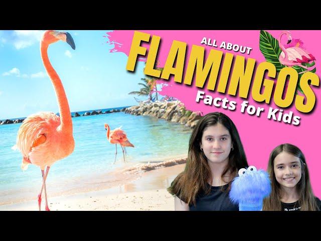  FLAMINGO Facts for Kids | Learn All About #Flamingos