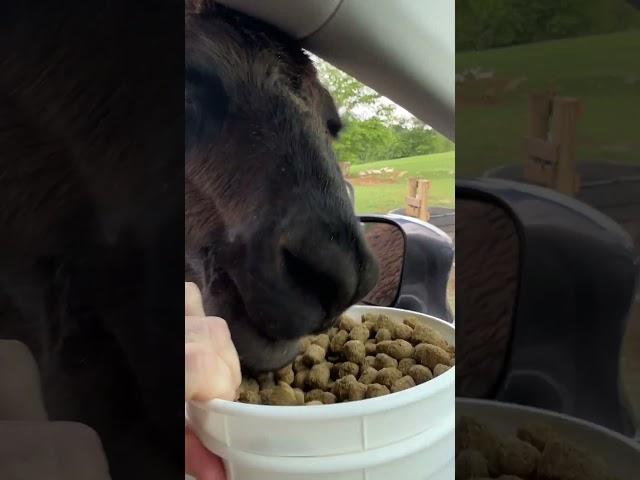 What Happens When You Feed Animals From Your Car?