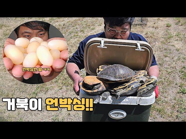 한가득 잡은 거북이 언박싱 해서 거북알 꺼내 먹기 ㅋㅋㅋㅋㅋㅋㅋㅋㅋ