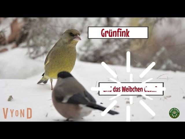 Vögel an der Fütterung