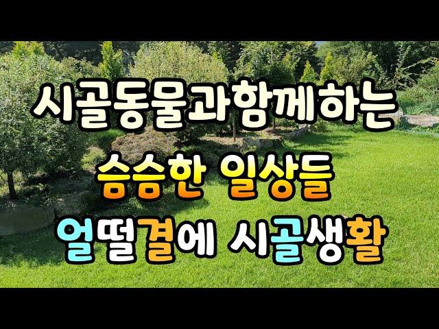 슴슴과심심과빡센 시골생활 다이어리#시골동물과생활편.