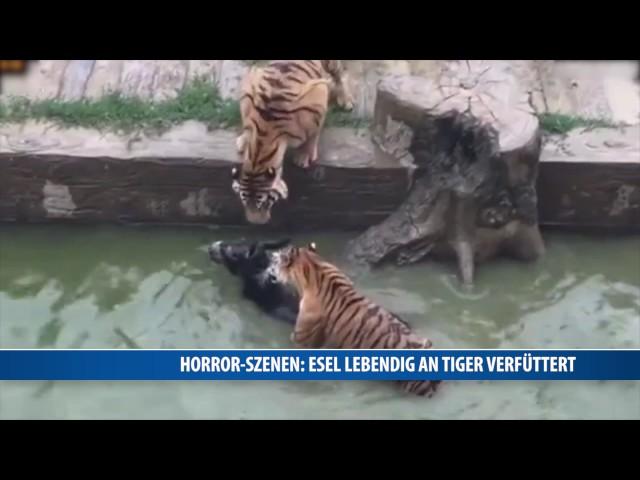 Horror-Szenen: Esel lebendig an Tiger verfüttert