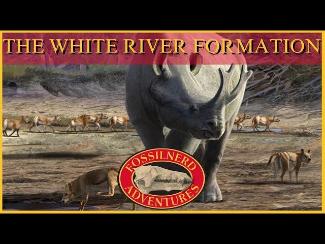 The White River Formation: A Paleo Analysis Special Presentation