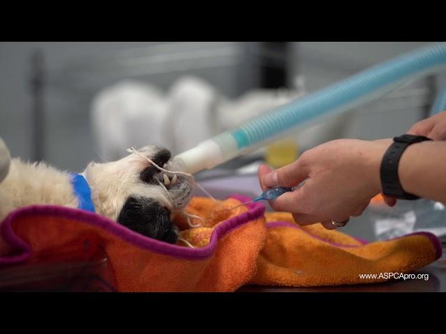 Spay/Neuter Patient Care: Inflating an Endotracheal Tube Cuff