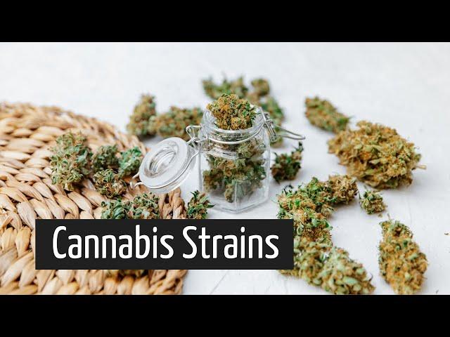 What Do Different Marijuana Strains Do? Shopping for Medical Marijuana Part 2 | Discover Marijuana