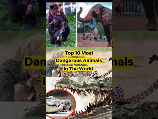 Top 10 most Dangerous Animals in the world #shorts #viral #animals #top10 #viralshorts